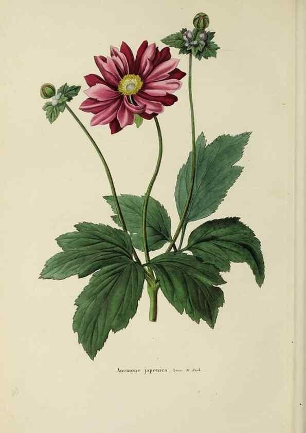 Reproducción/Reproduction 47169317821: Herbier General de l'Amateur.. Paris.. 