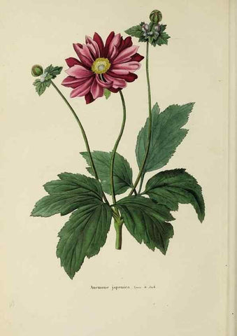 Reproducción/Reproduction 47169317821: Herbier General de l'Amateur.. Paris.. 