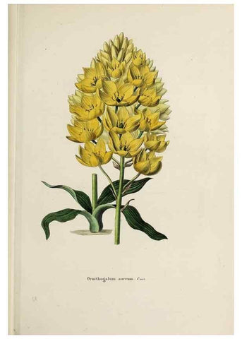 Reproducción/Reproduction 47169319991: Herbier General de l'Amateur.. Paris.. 