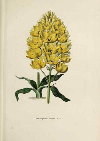 Reproducción/Reproduction 47169319991: Herbier General de l'Amateur.. Paris.. 