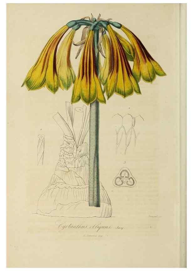 Reproducción/Reproduction 40204465693: Herbier General de l'Amateur.. Paris.. 