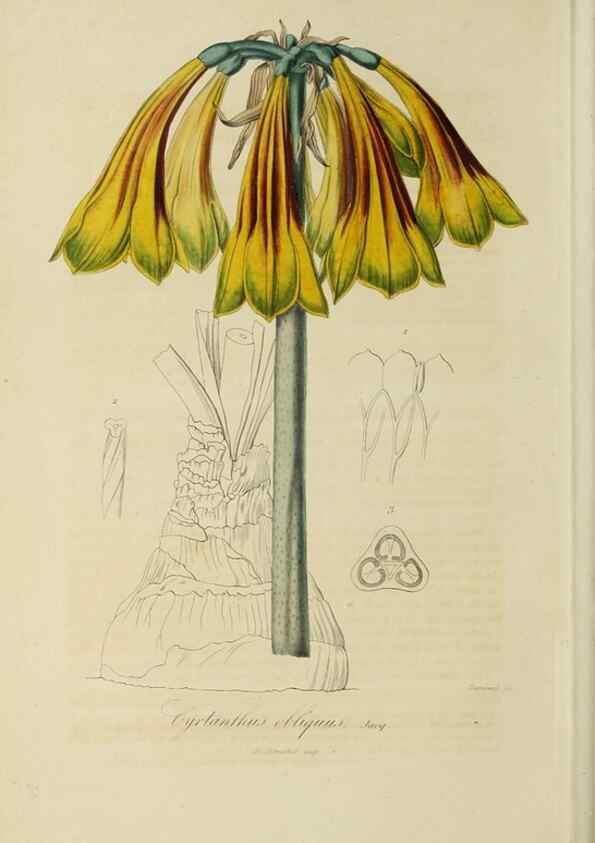Reproducción/Reproduction 40204465693: Herbier General de l'Amateur.. Paris.. 
