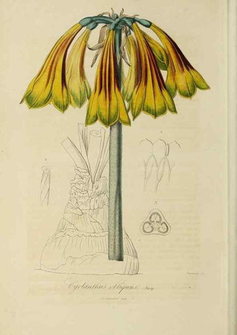 Reproducción/Reproduction 40204465693: Herbier General de l'Amateur.. Paris.. 
