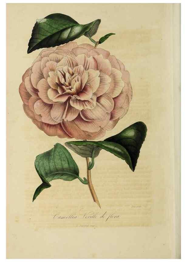 Reproducción/Reproduction 40204466013: Herbier General de l'Amateur.. Paris.. 
