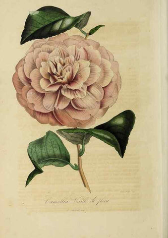 Reproducción/Reproduction 40204466013: Herbier General de l'Amateur.. Paris.. 
