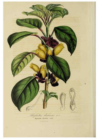 Reproducción/Reproduction 33294220158: Herbier General de l'Amateur.. Paris.. 