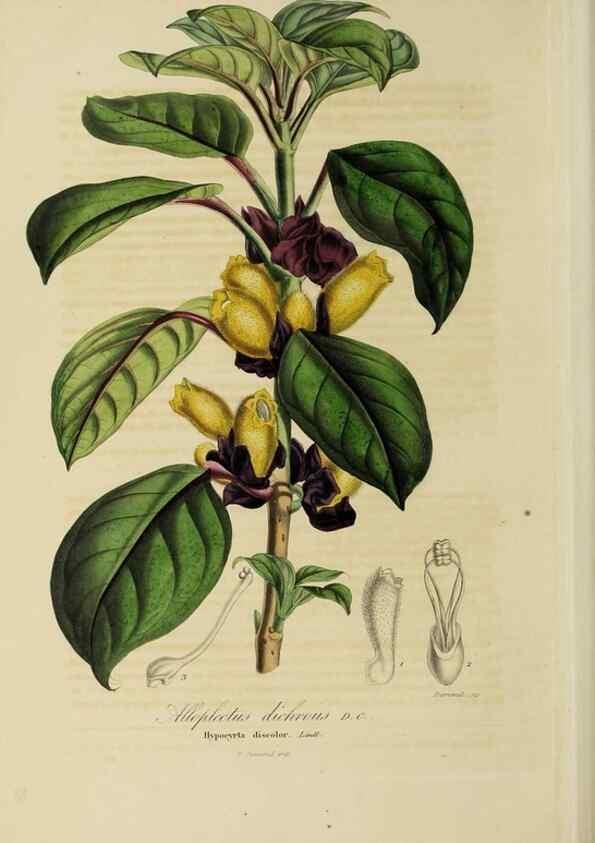 Reproducción/Reproduction 33294220158: Herbier General de l'Amateur.. Paris.. 