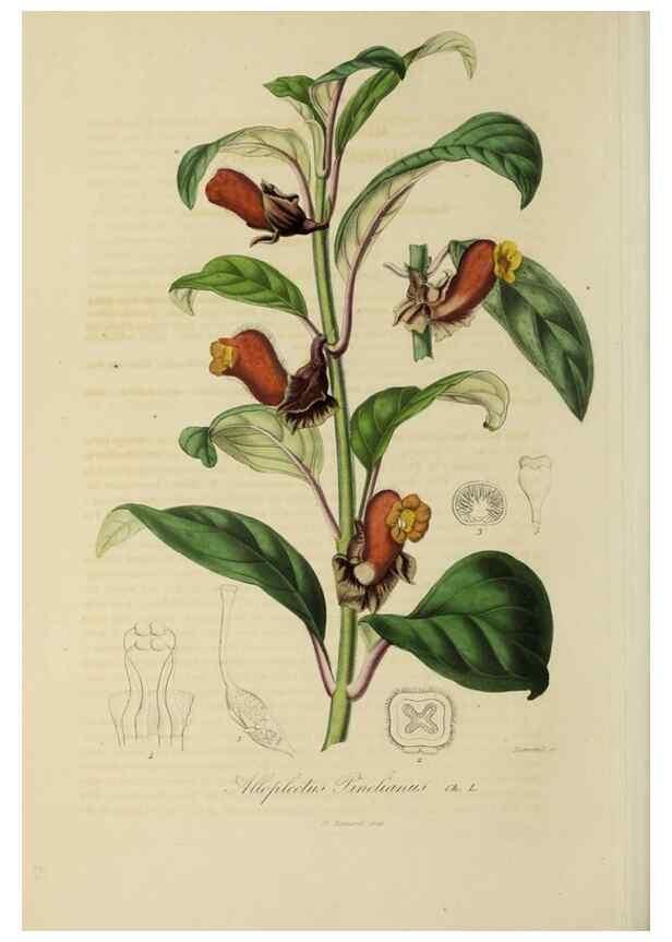 Reproducción/Reproduction 32227574977: Herbier General de l'Amateur.. Paris.. 