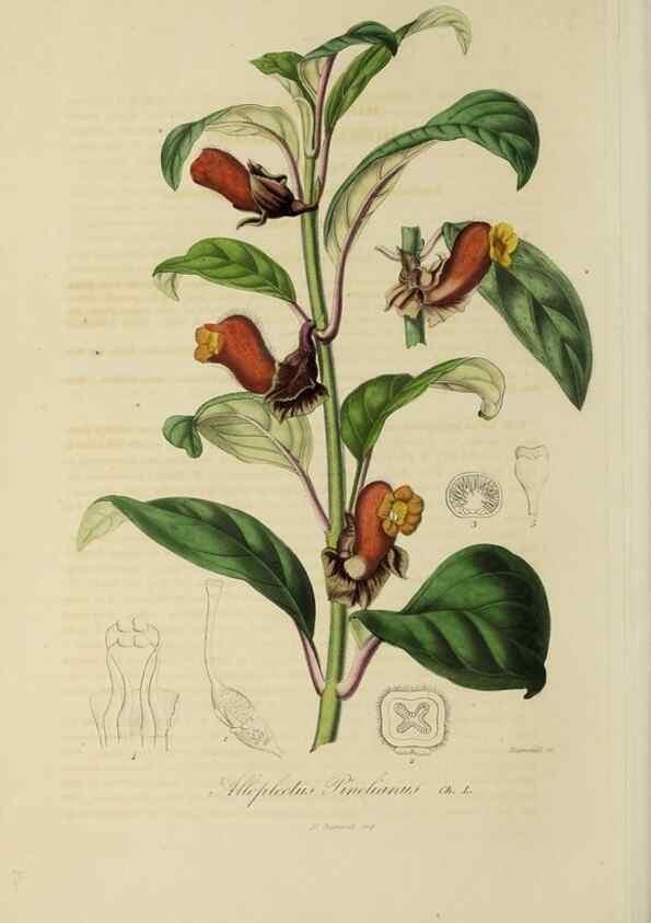 Reproducción/Reproduction 32227574977: Herbier General de l'Amateur.. Paris.. 