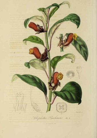 Reproducción/Reproduction 32227574977: Herbier General de l'Amateur.. Paris.. 