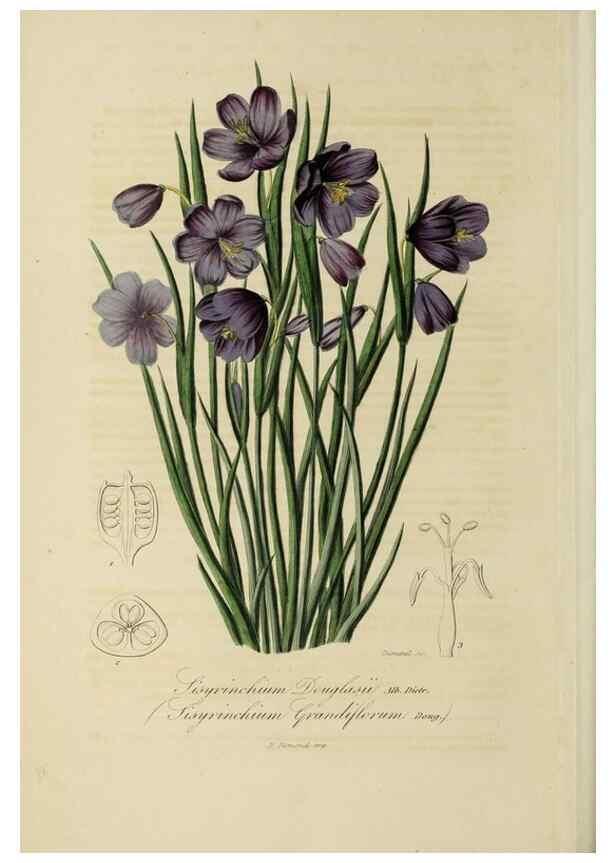 Reproducción/Reproduction 33294221548: Herbier General de l'Amateur.. Paris.. 