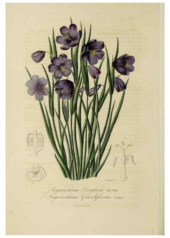 Reproducción/Reproduction 33294221548: Herbier General de l'Amateur.. Paris.. 