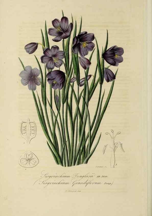 Reproducción/Reproduction 33294221548: Herbier General de l'Amateur.. Paris.. 