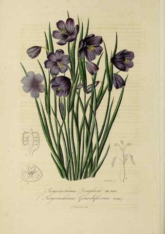 Reproducción/Reproduction 33294221548: Herbier General de l'Amateur.. Paris.. 