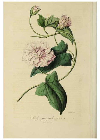 Reproducción/Reproduction 33294222208: Herbier General de l'Amateur.. Paris.. 