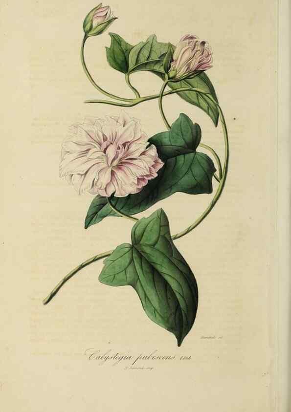 Reproducción/Reproduction 33294222208: Herbier General de l'Amateur.. Paris.. 