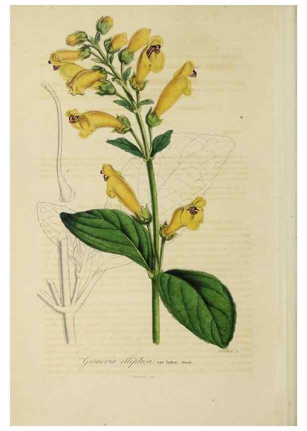Reproducción/Reproduction 46255264265: Herbier General de l'Amateur.. Paris.. 