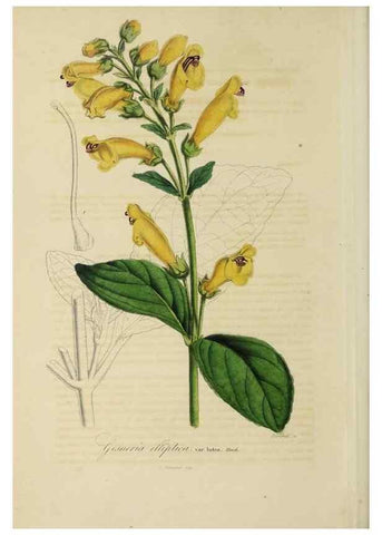 Reproducción/Reproduction 46255264265: Herbier General de l'Amateur.. Paris.. 