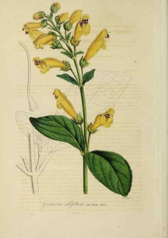 Reproducción/Reproduction 46255264265: Herbier General de l'Amateur.. Paris.. 