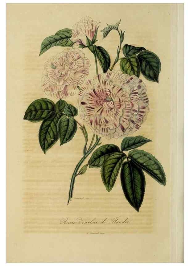 Reproducción/Reproduction 47169341631: Herbier General de l'Amateur.. Paris.. 