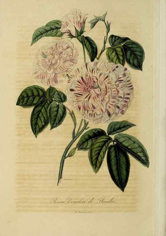 Reproducción/Reproduction 47169341631: Herbier General de l'Amateur.. Paris.. 