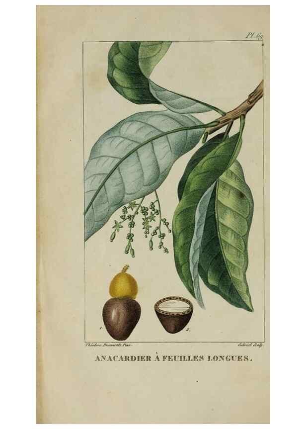 Reproducción/Reproduction 47117719272: Flore pittoresque et médicale des Antilles, ou, Histoire naturelle des plantes usuelles des colonies françaises, anglaises, espagnoles, et portugaises /. Paris :Ches l'Editeur,1833.. 
