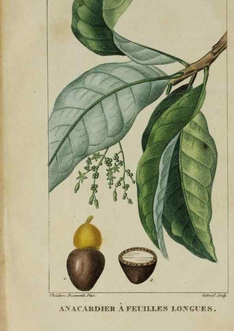 Reproducción/Reproduction 47117719272: Flore pittoresque et médicale des Antilles, ou, Histoire naturelle des plantes usuelles des colonies françaises, anglaises, espagnoles, et portugaises /. Paris :Ches l'Editeur,1833.. 