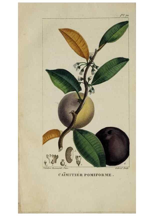 Reproducción/Reproduction 46255586445: Flore pittoresque et médicale des Antilles, ou, Histoire naturelle des plantes usuelles des colonies françaises, anglaises, espagnoles, et portugaises /. Paris :Ches l'Editeur,1833.. 