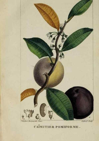 Reproducción/Reproduction 46255586445: Flore pittoresque et médicale des Antilles, ou, Histoire naturelle des plantes usuelles des colonies françaises, anglaises, espagnoles, et portugaises /. Paris :Ches l'Editeur,1833.. 