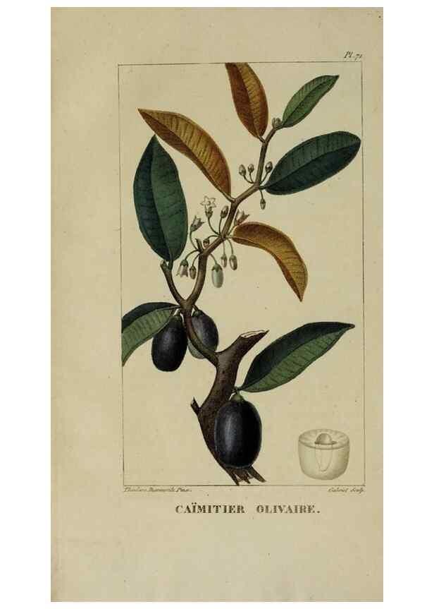Reproducción/Reproduction 40204824043: Flore pittoresque et médicale des Antilles, ou, Histoire naturelle des plantes usuelles des colonies françaises, anglaises, espagnoles, et portugaises /. Paris :Ches l'Editeur,1833.. 