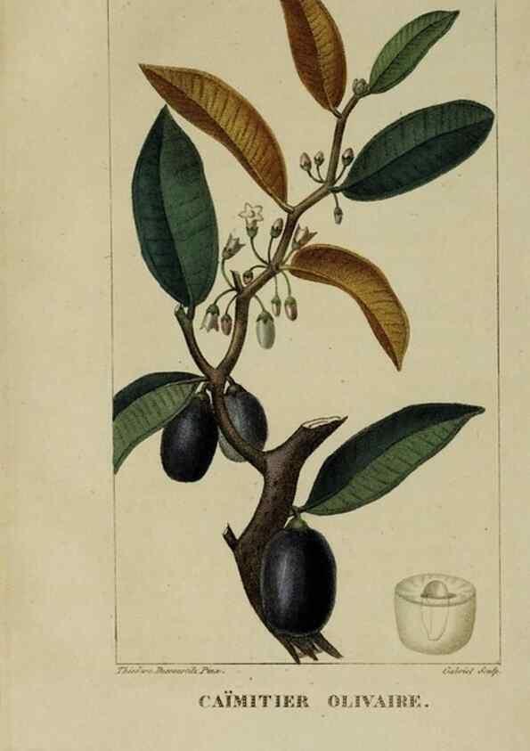 Reproducción/Reproduction 40204824043: Flore pittoresque et médicale des Antilles, ou, Histoire naturelle des plantes usuelles des colonies françaises, anglaises, espagnoles, et portugaises /. Paris :Ches l'Editeur,1833.. 