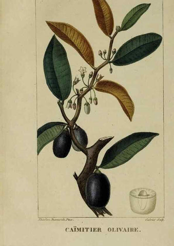 Reproducción/Reproduction 40204824043: Flore pittoresque et médicale des Antilles, ou, Histoire naturelle des plantes usuelles des colonies françaises, anglaises, espagnoles, et portugaises /. Paris :Ches l'Editeur,1833.. 