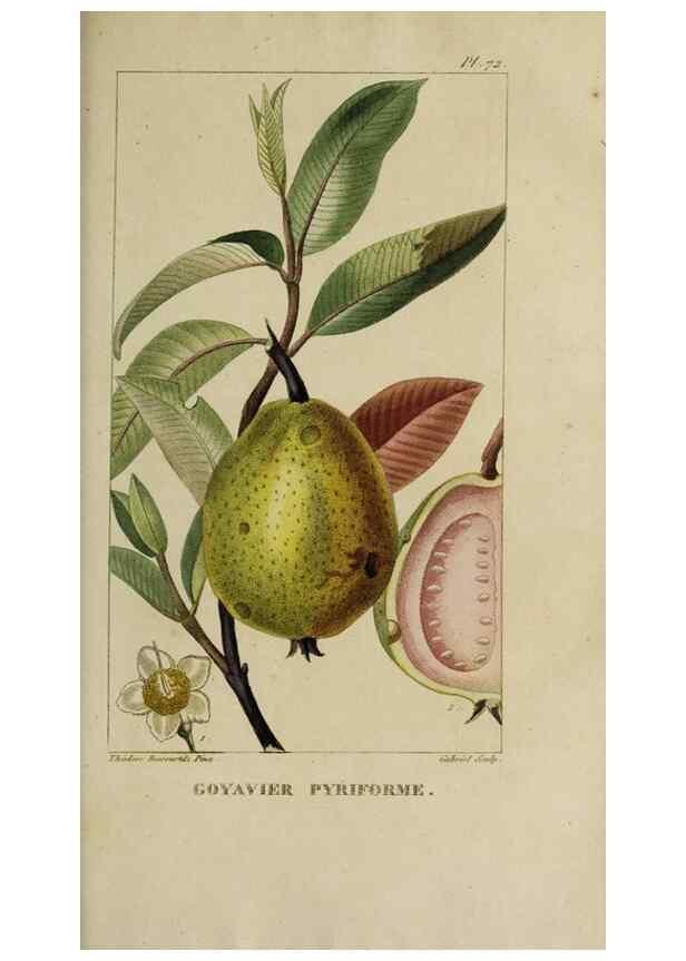 Reproducción/Reproduction 46446180744: Flore pittoresque et médicale des Antilles, ou, Histoire naturelle des plantes usuelles des colonies françaises, anglaises, espagnoles, et portugaises /. Paris :Ches l'Editeur,1833.. 