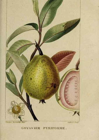 Reproducción/Reproduction 46446180744: Flore pittoresque et médicale des Antilles, ou, Histoire naturelle des plantes usuelles des colonies françaises, anglaises, espagnoles, et portugaises /. Paris :Ches l'Editeur,1833.. 
