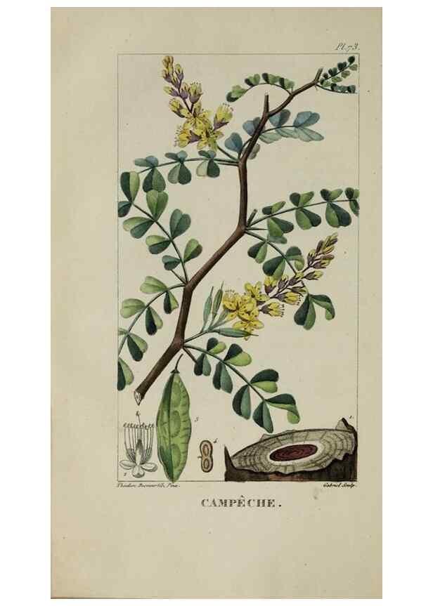 Reproducción/Reproduction 40204826543: Flore pittoresque et médicale des Antilles, ou, Histoire naturelle des plantes usuelles des colonies françaises, anglaises, espagnoles, et portugaises /. Paris :Ches l'Editeur,1833.. 