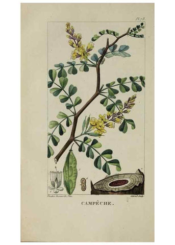Reproducción/Reproduction 40204826543: Flore pittoresque et médicale des Antilles, ou, Histoire naturelle des plantes usuelles des colonies françaises, anglaises, espagnoles, et portugaises /. Paris :Ches l'Editeur,1833.. 