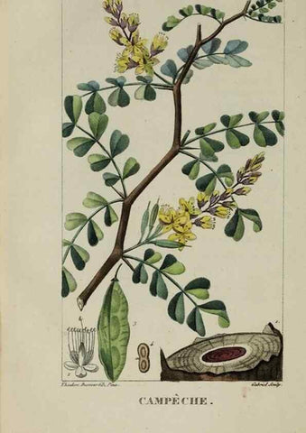 Reproducción/Reproduction 40204826543: Flore pittoresque et médicale des Antilles, ou, Histoire naturelle des plantes usuelles des colonies françaises, anglaises, espagnoles, et portugaises /. Paris :Ches l'Editeur,1833.. 