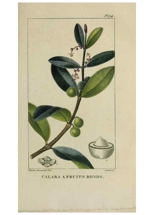 Reproducción/Reproduction 47117720452: Flore pittoresque et médicale des Antilles, ou, Histoire naturelle des plantes usuelles des colonies françaises, anglaises, espagnoles, et portugaises /. Paris :Ches l'Editeur,1833.. 