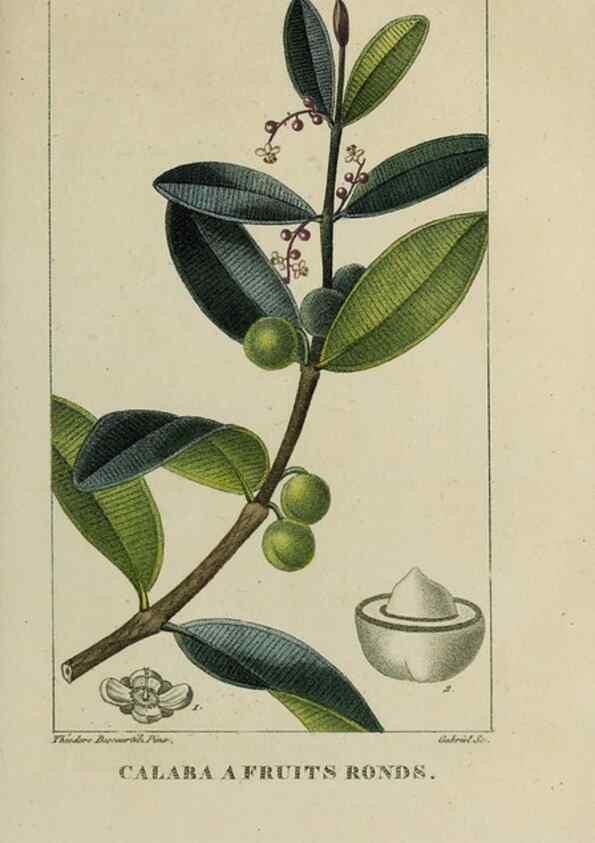 Reproducción/Reproduction 47117720452: Flore pittoresque et médicale des Antilles, ou, Histoire naturelle des plantes usuelles des colonies françaises, anglaises, espagnoles, et portugaises /. Paris :Ches l'Editeur,1833.. 