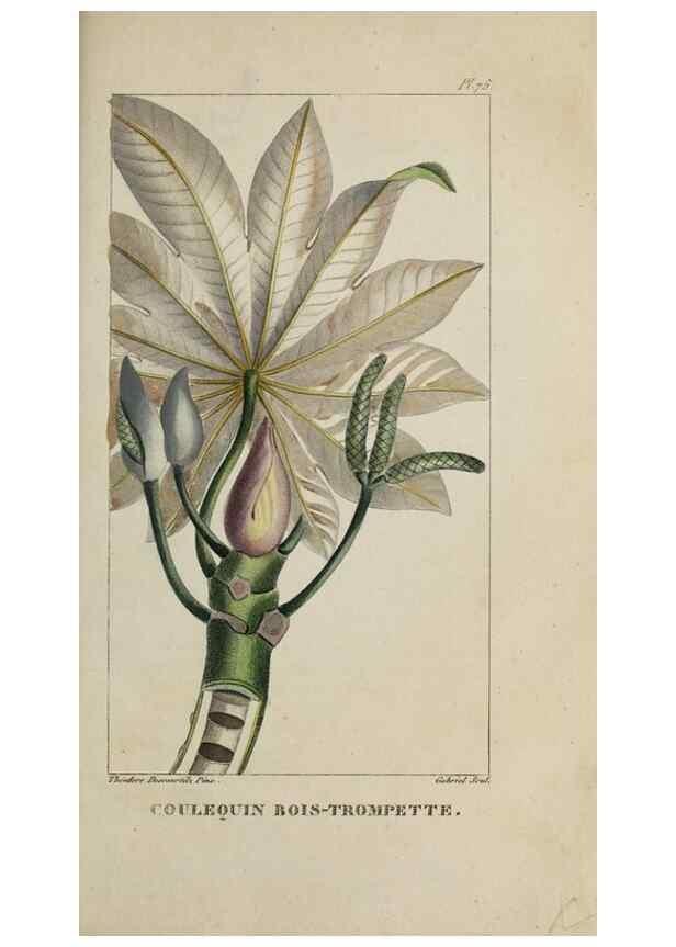 Reproducción/Reproduction 46255591205: Flore pittoresque et médicale des Antilles, ou, Histoire naturelle des plantes usuelles des colonies françaises, anglaises, espagnoles, et portugaises /. Paris :Ches l'Editeur,1833.. 