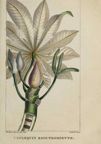 Reproducción/Reproduction 46255591205: Flore pittoresque et médicale des Antilles, ou, Histoire naturelle des plantes usuelles des colonies françaises, anglaises, espagnoles, et portugaises /. Paris :Ches l'Editeur,1833.. 
