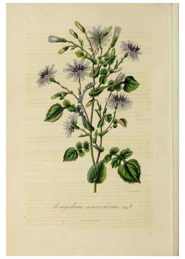 Reproducción/Reproduction 32227571547: Herbier General de l'Amateur.. Paris.. 