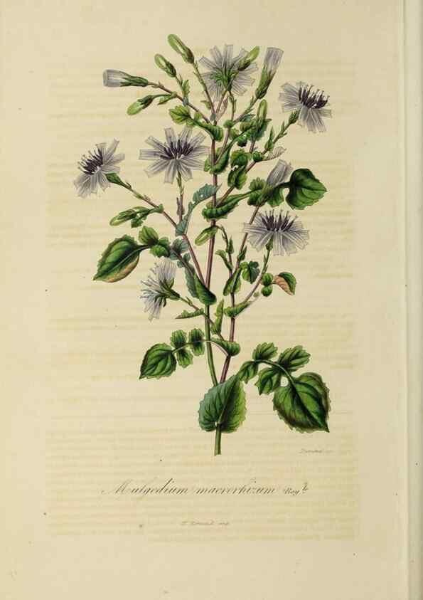 Reproducción/Reproduction 32227571547: Herbier General de l'Amateur.. Paris.. 