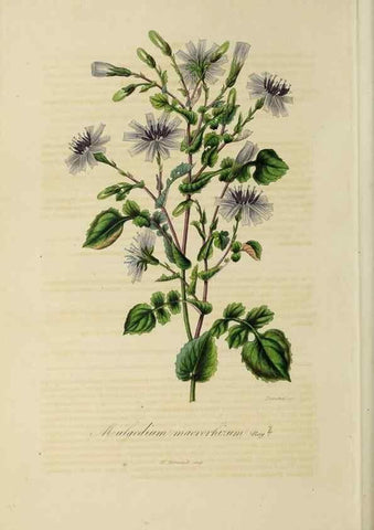 Reproducción/Reproduction 32227571547: Herbier General de l'Amateur.. Paris.. 