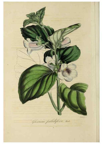 Reproducción/Reproduction 47117380432: Herbier General de l'Amateur.. Paris.. 