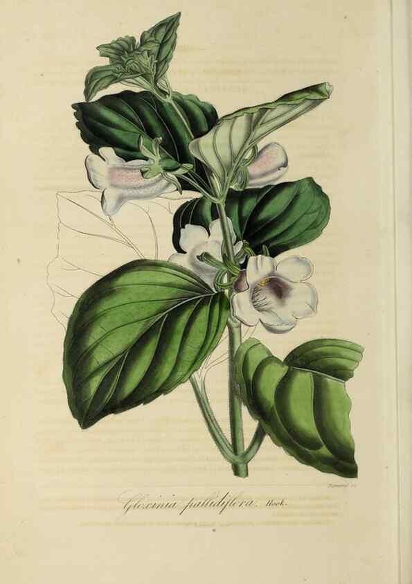 Reproducción/Reproduction 47117380432: Herbier General de l'Amateur.. Paris.. 