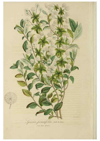Reproducción/Reproduction 46445832234: Herbier General de l'Amateur.. Paris.. 