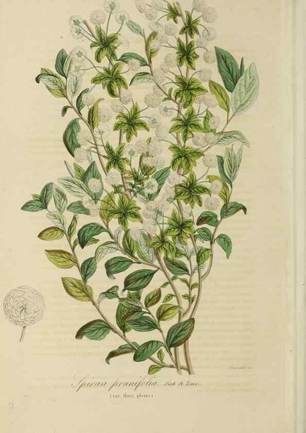 Reproducción/Reproduction 46445832234: Herbier General de l'Amateur.. Paris.. 
