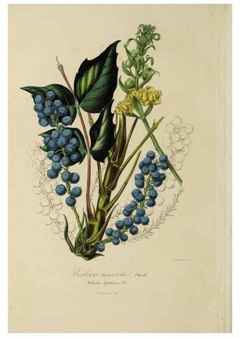 Reproducción/Reproduction 47169336151: Herbier General de l'Amateur.. Paris.. 