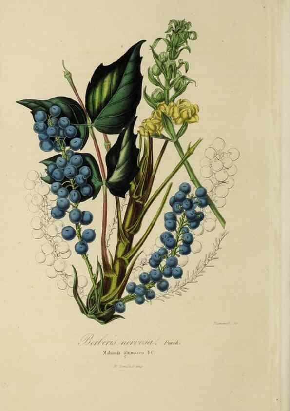 Reproducción/Reproduction 47169336151: Herbier General de l'Amateur.. Paris.. 